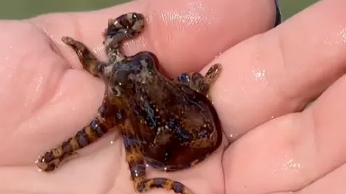 Elle pose avec une petite pieuvre dans les mains sans se douter...